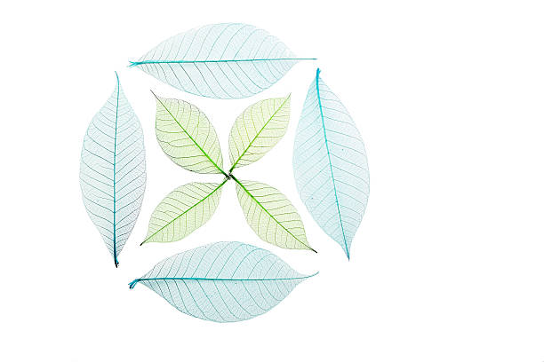 istock Circle and cross of skeleton leaves on white 537621808