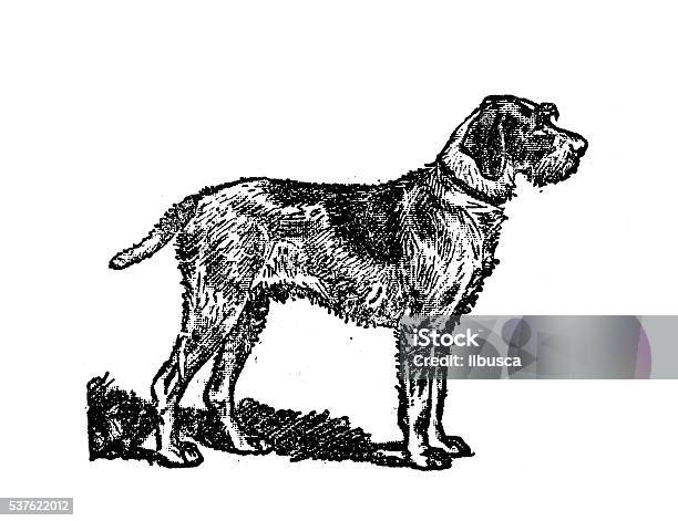 Antique Illustration Of Dog Stock Illustration - Download Image Now