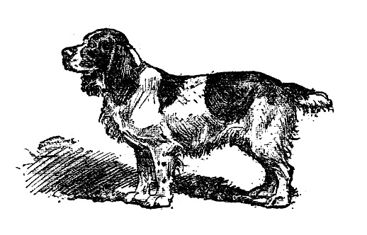 Antique illustration of dog (Cocker)