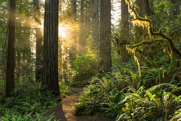 Redwood National Park Sunrise on the trail, Redwood Forest old tree stock pictures, royalty-free photos & images