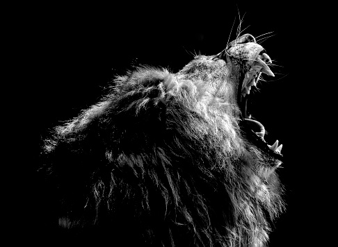 A lion roars with black background.
