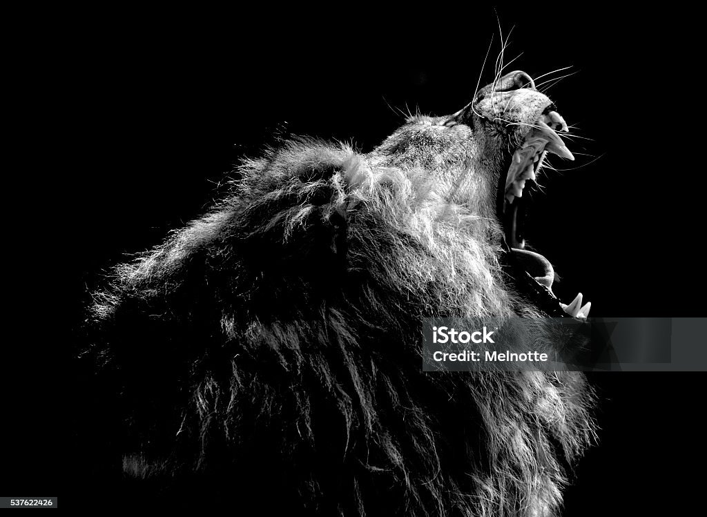 Roaring Lion A lion roars with black background. Lion - Feline Stock Photo