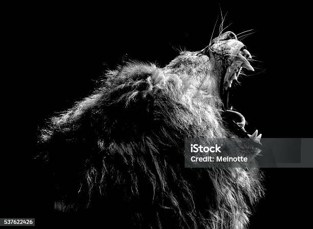 Roaring Lion Stock Photo - Download Image Now - Lion - Feline, Roaring, Black Background