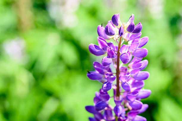 istock Purple Snapdragon Flower 537622478