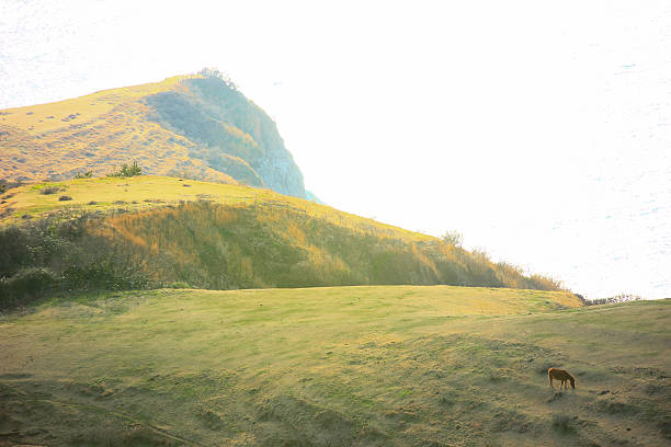 istock Horse and grassland 537622646