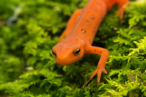 Close up macro red spotted newt in its forest habitat