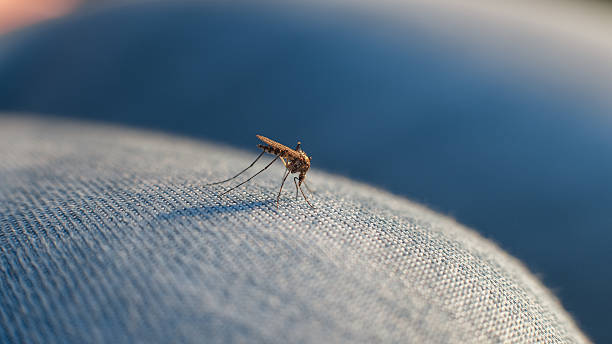 bite of a mosquito on human body through the fabric The bite of a mosquito on human body through the fabric on the leg insect macro fly magnification stock pictures, royalty-free photos & images