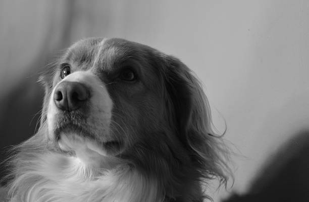 istock Nova Scotia Duck Tolling Retriever 537623638