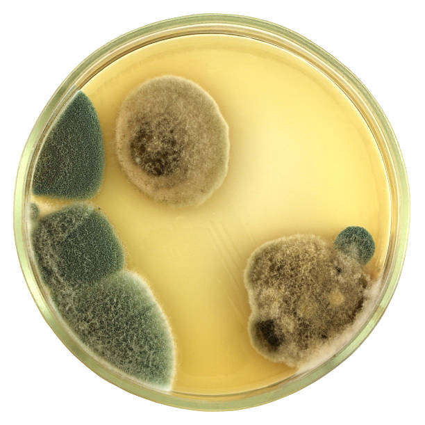 다양한 곰팡이 상의 한천 플레이트 격리됨에 - mold petri dish mildew agar jelly 뉴스 사진 이미지