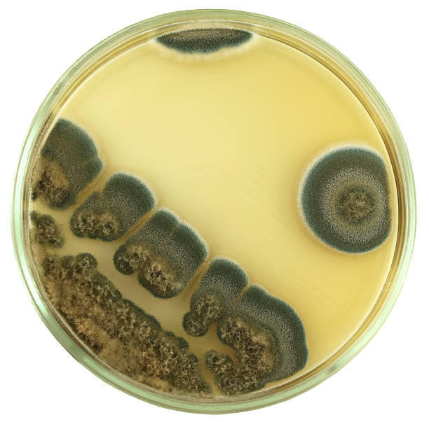 옥상을 페니실리움 한천배지 플라테 격리됨에 - mold petri dish mildew agar jelly 뉴스 사진 이미지
