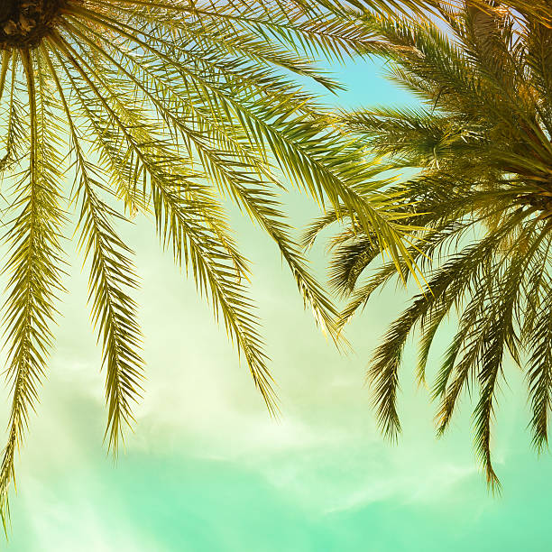 istock Palms trees over bright sky background. Vintage style filter. 537623994