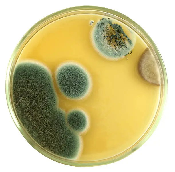 Colonies of allergic mould (genus Penicillium and Aspergillus)   from air spores and/or biologically damaged constructions on a petri dish (agar plate) manually isolated on a white background. Focus on full depth.