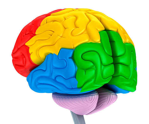 istock Brain lobes in different colors. Isolated on white. 537624438