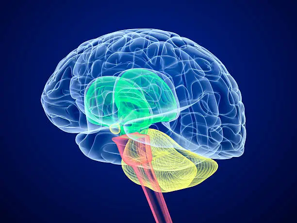 Photo of Brain lobes in different colors. X-Ray view.