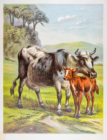 Cow with her calf- 1886 illustration