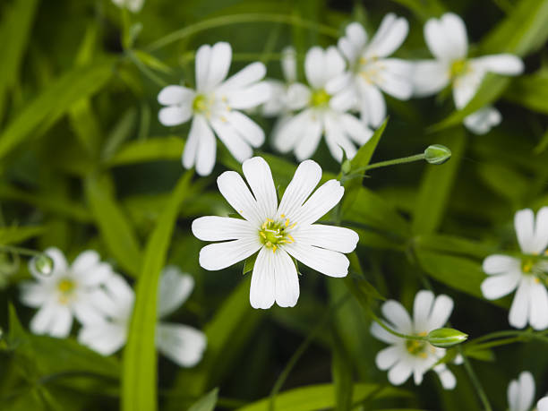 istock Flower Greater stitchwort, Stellaria holostea, macro, selective focus 537625736