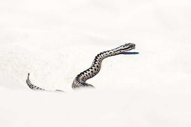 istock beautiful view of Vipera berus 537625778