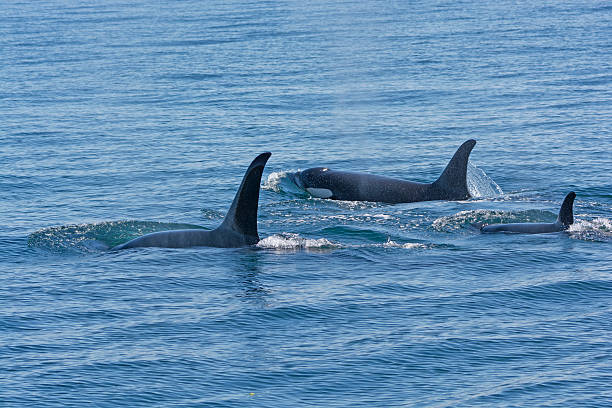 istock Orca Family Swimming in the Ocean 537626482