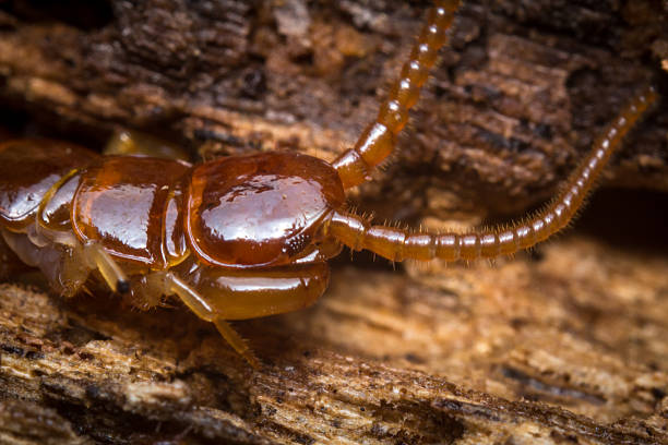 istock Cryptopid Centipede Theatops californiensis 537626554