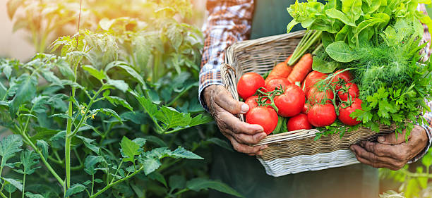 Panoramic view of hands holding a basket with fresh vegetables