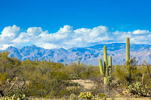 Saguaro National Park East, approximately  20 miles east of Tucson, Arizona consists of an aging saguaro forest at the foot of the majestic Rincon Mountains. The desert is alive with an exceptional variety of other desert plants, including barrel, cholla, and prickly pear cacti. The Rincon Mountains' rise majestically under fluffy white clouds and a brilliant blue sky.