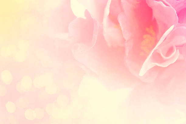 istock Light petal flower in soft color blurred style for background 537628268