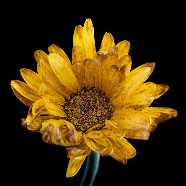 istock Life melancholy with a flower 537628558