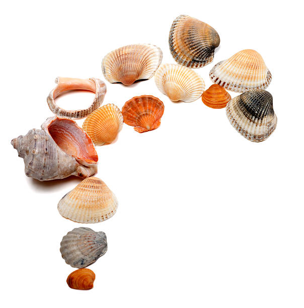 istock Collection of seashells with copy space 537628980