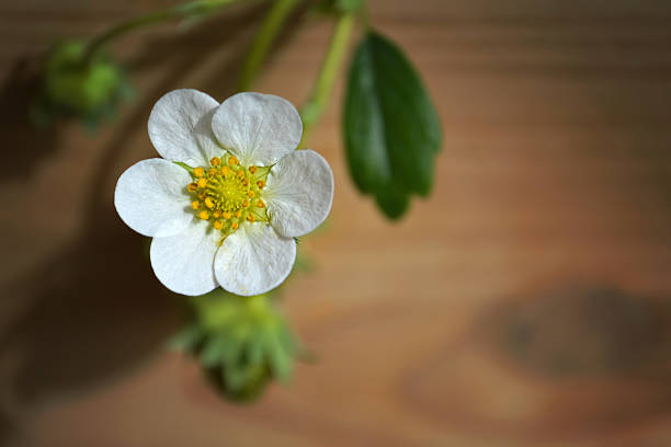 Strawberry flower on wooden background