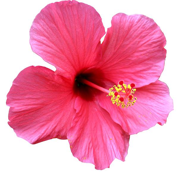 istock Close-up of a bright red Hibiscus flower 537630652