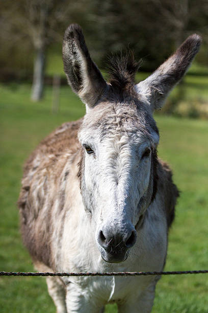 istock Gray and white hair donkey 537632498