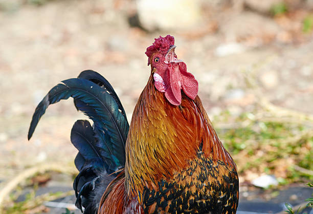 Red rooster is singing. stock photo