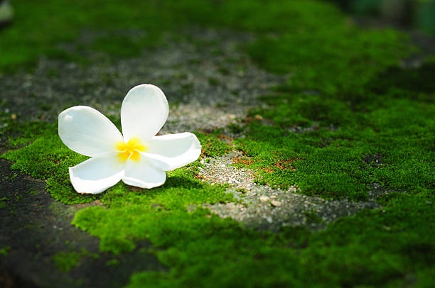 istock White Plumeria flower Leelavadee on moss background with text co 537632642