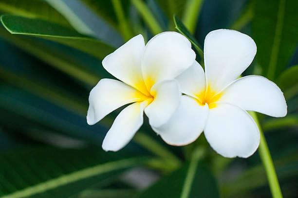 plumeria flores brancas e amarelas em fundo natural - frangipannis imagens e fotografias de stock