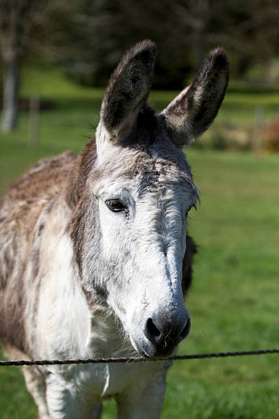 istock Gray and white hair donkey 537633092
