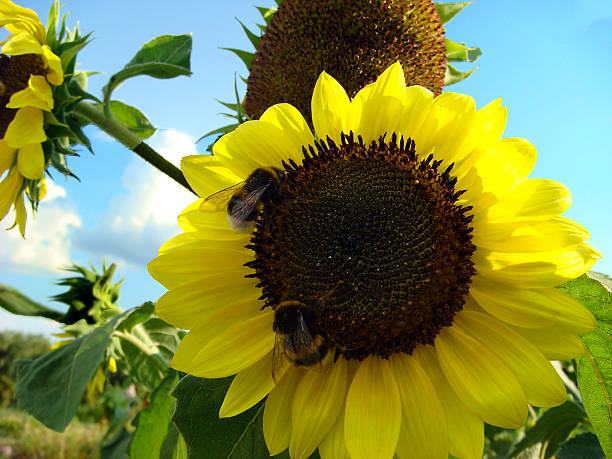 beleza de girassol amarelo e abelha - close to moving up closed single flower - fotografias e filmes do acervo