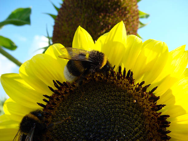 bela girassóis em campo com abelha - close to moving up closed single flower - fotografias e filmes do acervo