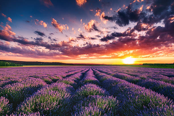 lavender flower blooming fields in endless rows. sunset shot. - meadow cloudscape cloud landscaped imagens e fotografias de stock