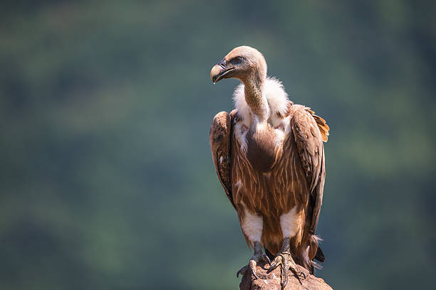 griffon vulture in a detailed portrait, standing on a rock - griffon vulture imagens e fotografias de stock