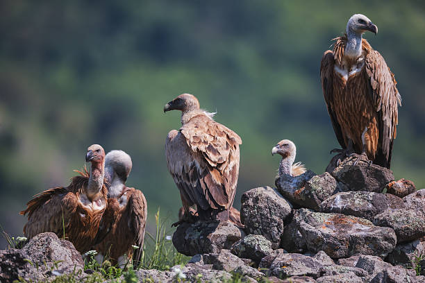 griffin vulture (gyps fulvus), wildlife reserve, madjarovo, bulgaria - griffon vulture imagens e fotografias de stock