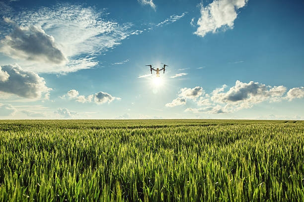 flying drone and green wheat field - meadow cloudscape cloud landscaped imagens e fotografias de stock