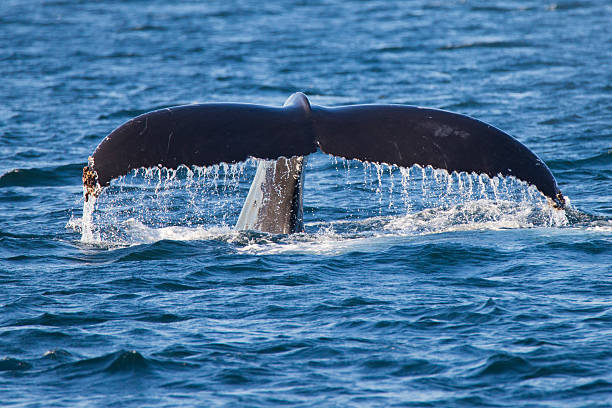 Humpback Whale in Cape Cod, Massachusetts Humpback Whale (Megaptera novaeangliae) tale-Cape Cod, Massachusetts whale tale stock pictures, royalty-free photos & images
