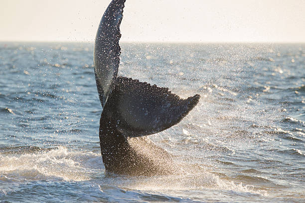 Humpback Whale in Cape Cod, Massachusetts Humpback Whale (Megaptera novaeangliae) tale-Cape Cod, Massachusetts whale tale stock pictures, royalty-free photos & images