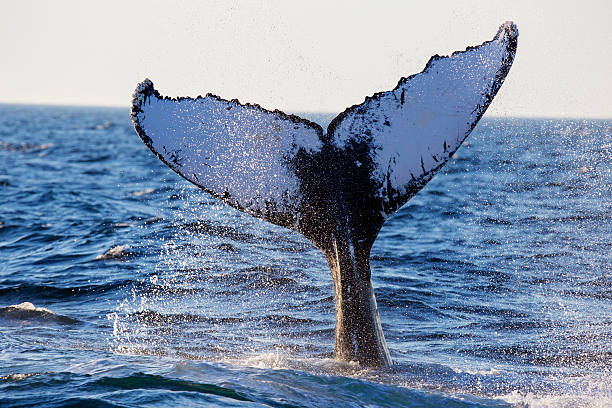 Humpback Whale Humpback Whale (Megaptera novaeangliae) tale-Cape Cod, Massachusetts humpback whale photos stock pictures, royalty-free photos & images