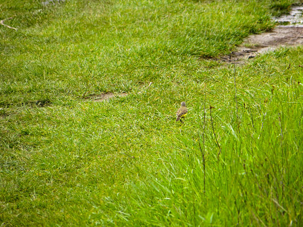 istock Great crested flycatcher in a swamp 537637076