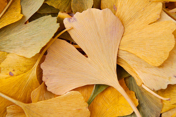 ディスリーブズ - virginia ginkgo tree tree autumn ストックフォトと画像