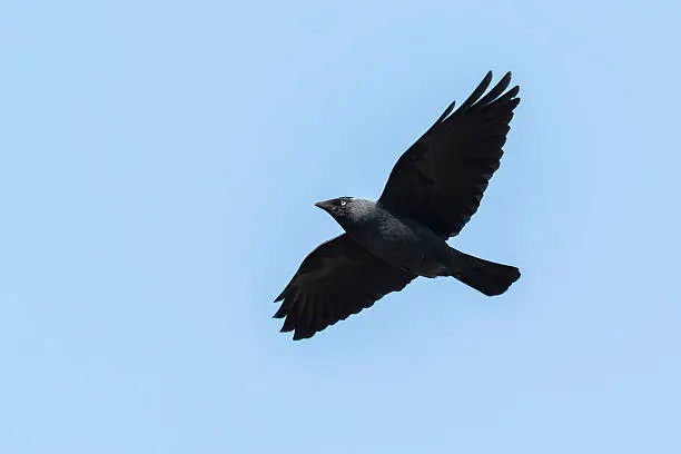Closeup of a flying Jackdaw, Corvus monedula, against a clear blue sky.