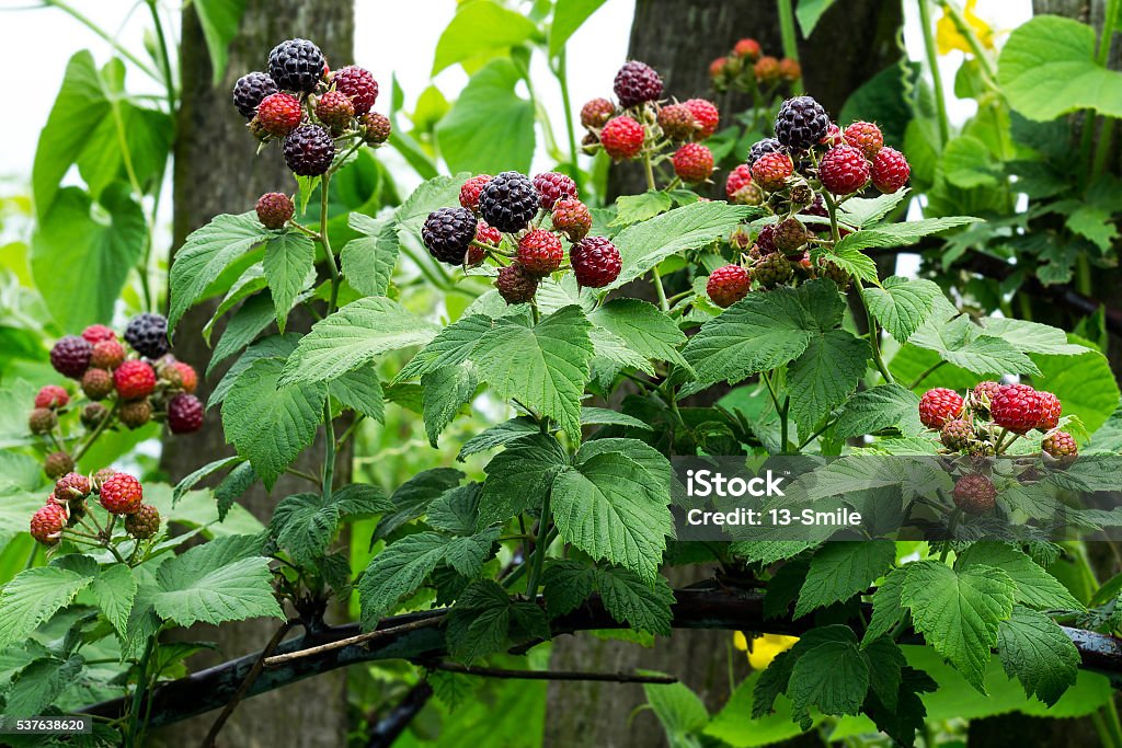 Negro, frambuesas (Rubus occidentalis) maduración en La rama en - Foto de stock de Flora libre de derechos