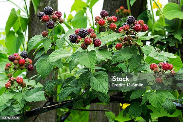 Negro Frambuesas Maduración En La Rama En Foto de stock y más banco de imágenes de Flora