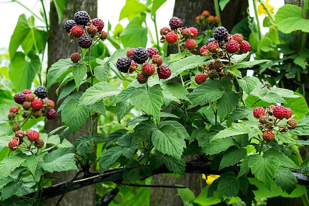 Bunches of black raspberry (Rubus occidentalis) ripening on the branch in the garden